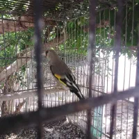 یک جفت سهره