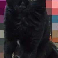 گربه|گربه|قم, نخودی|دیوار