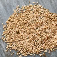 شالی دم سیاه قلم درشت به شرط|عمدهفروشی|گنبد کاووس, |دیوار