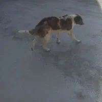 سگ نرجونوری مجانی|سگ|لاران, |دیوار