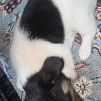 سگ.|سگ|بم, |دیوار