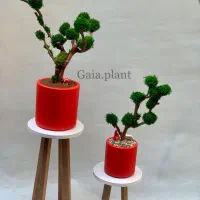 درخت جاودان،بنسای،درختچه|گل و گیاه طبیعی|تهران, اکباتان|دیوار