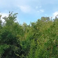 اجاره روزانه ویلا باغ ۱۵۰۰متری