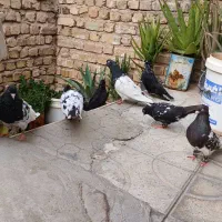 کفتر کله ای وزاغ آبادانی|پرنده|شیراز, نصرآباد|دیوار