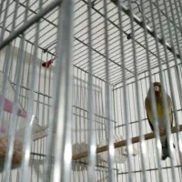 سهره قناری دهنداربخون.|پرنده|کرج, المهدی|دیوار