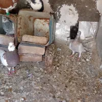 کفتر|پرنده|زبرخان, |دیوار