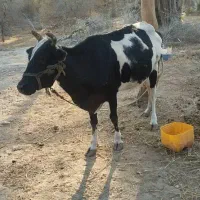 گاو ماده|حیوانات مزرعه|میناب, |دیوار