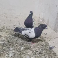 کبوتر نرو ماده سینه|پرنده|شیراز, شریف‌آباد|دیوار