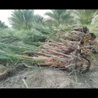 فروش انواع پاچوش نخل|خدمات باغبانی و درختکاری|لار, |دیوار