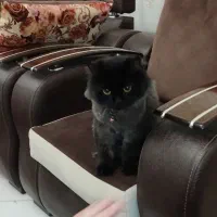 گربه بریتیش