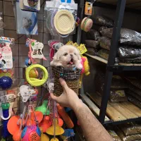 شیتزو مینی سفید|سگ|کرج, شهرک بنفشه|دیوار