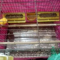 قناری|پرنده|قم, شاه ابراهیم|دیوار