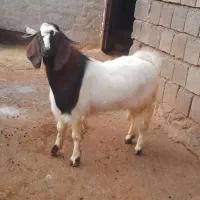 بزغاله چاق|حیوانات مزرعه|ایلام, |دیوار