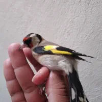 سهره نیم خال تک|پرنده|سرپل ذهاب, |دیوار