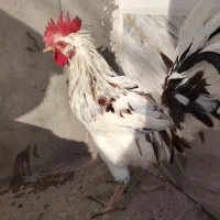 خروس گلین|حیوانات مزرعه|شهرضا, |دیوار