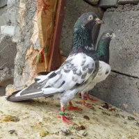 *کبوتر پاکستانی ..*