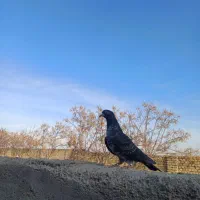 کبوتر گم شده|حیوانات|جوادآباد, |دیوار