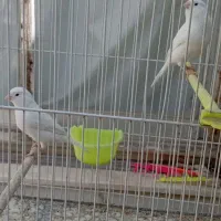 قناری وایت فکتورکاملااورجینال