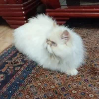 گربه پرشین سوپر فلت اشرافی
