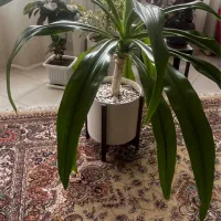 گل و گیاه|گل و گیاه طبیعی|شیراز, زرهی|دیوار