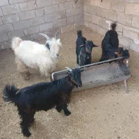 بیگ نرو و ماده|حیوانات مزرعه|لالی, |دیوار