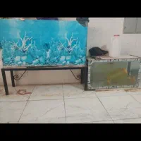 آکواریم شیشه ایی بزرگ و کوچک|ماهی|خرمآباد, |دیوار