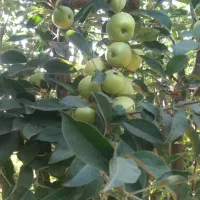 فروش سیب بهاری درباغ عمده وخرده