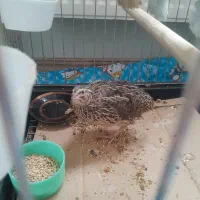 بلدرچین سالم و سرحال