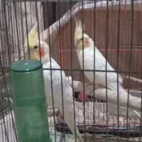 عروس هلندی
