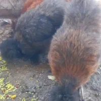 فروش مرغ خروس ابریشمی|حیوانات مزرعه|قم, زنبیل آباد|دیوار