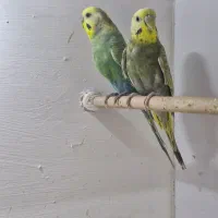 مرغ عشق رینبو