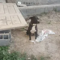 سگ پیتبول پیت بول نر|سگ|اصفهان, بهارستان|دیوار