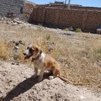 پاپی بازیگوش