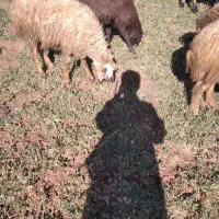 کاور نرو ماده