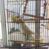 عروس هلندی زیبا