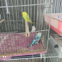 مرغ عشق جوان|پرنده|اصفهان, همت‌آباد|دیوار