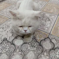 گربه پرشین نر