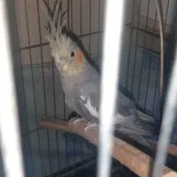 عروس هلندی ۱ جفت بالغ