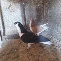 12تا کفتر پرشی مناسب|پرنده|میان ولایت, |دیوار