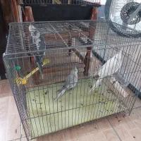 عروس هلندی|پرنده|بروجرد, |دیوار