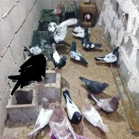 با سلام  بیست عدد کبوتر سینه سیاه   به فروش میرسد