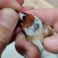 سهره کرواتی سیاه