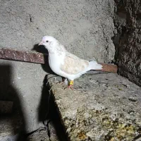 کبوتر گرفتنی سه تا