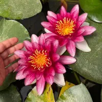 گیاهشناسی و کاشت گیاهان فضای سبز