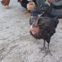 جوجه|حیوانات مزرعه|رباطکریم, رباطکریم|دیوار