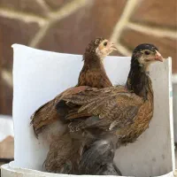 جوجه مرغ برهما