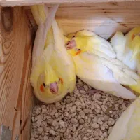 عروس هلندی زحمت کش ۲۵۰۰