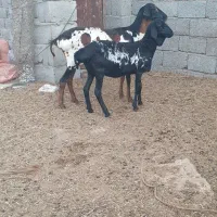 بره گوسفند میش برشن ماده|حیوانات مزرعه|بندرلنگه, |دیوار