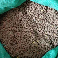 عدس پلویی زودپز