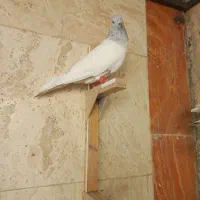 کفتر بهبهانی